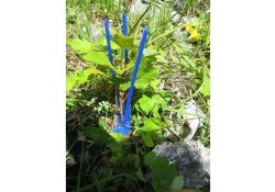 Protection bourgeon Plantagard Cactus PRO bleu (paquet de 1000 pièces)
