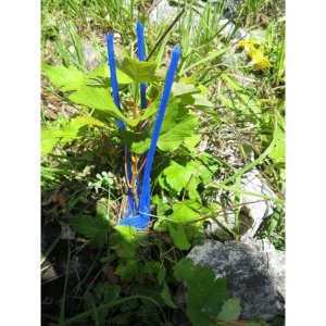 Protection bourgeon Plantagard Cactus PRO bleu (paquet de 1000 pièces)