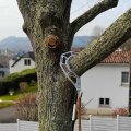 Crochet d'abattage Arborapid