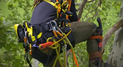 Baudrier élagage de marque Petzl
