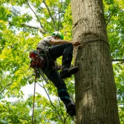 Utilisation des grimpettes d'élagage Steel Climbers de Notch