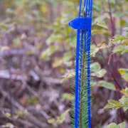 Zoom sur la protection de bourgeon Cactus PRO bleu de Plantagard