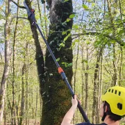 Utilisation de l'élagueuse électrique sur perche télescopique de Bahco