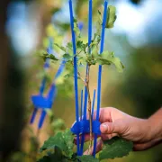 Utilisation de la protection de bourgeon Cactus PRO bleu de Plantagard (x100)