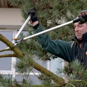Utilisation du coupe-branches de 80cm de Bahco