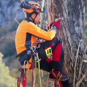Travail d'élagage avec la polaire gaufrée de travail COB orange de Solidur