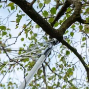 Mise en contexte de l'échenilloir ArboRapid de BERGER