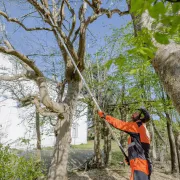 Scie d'élagage pour perche télescopique, lame courbe de 360 mm en acier trempé - BAHCO