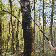 Elagueuse sur perche télescopique avec batteries - BAHCO