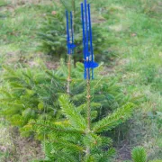 Mise en contexte de la protection de bourgeon Cactus PRO bleu de Plantagard
