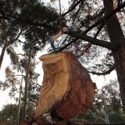 Sapie de manutention avec manche 40 cm.