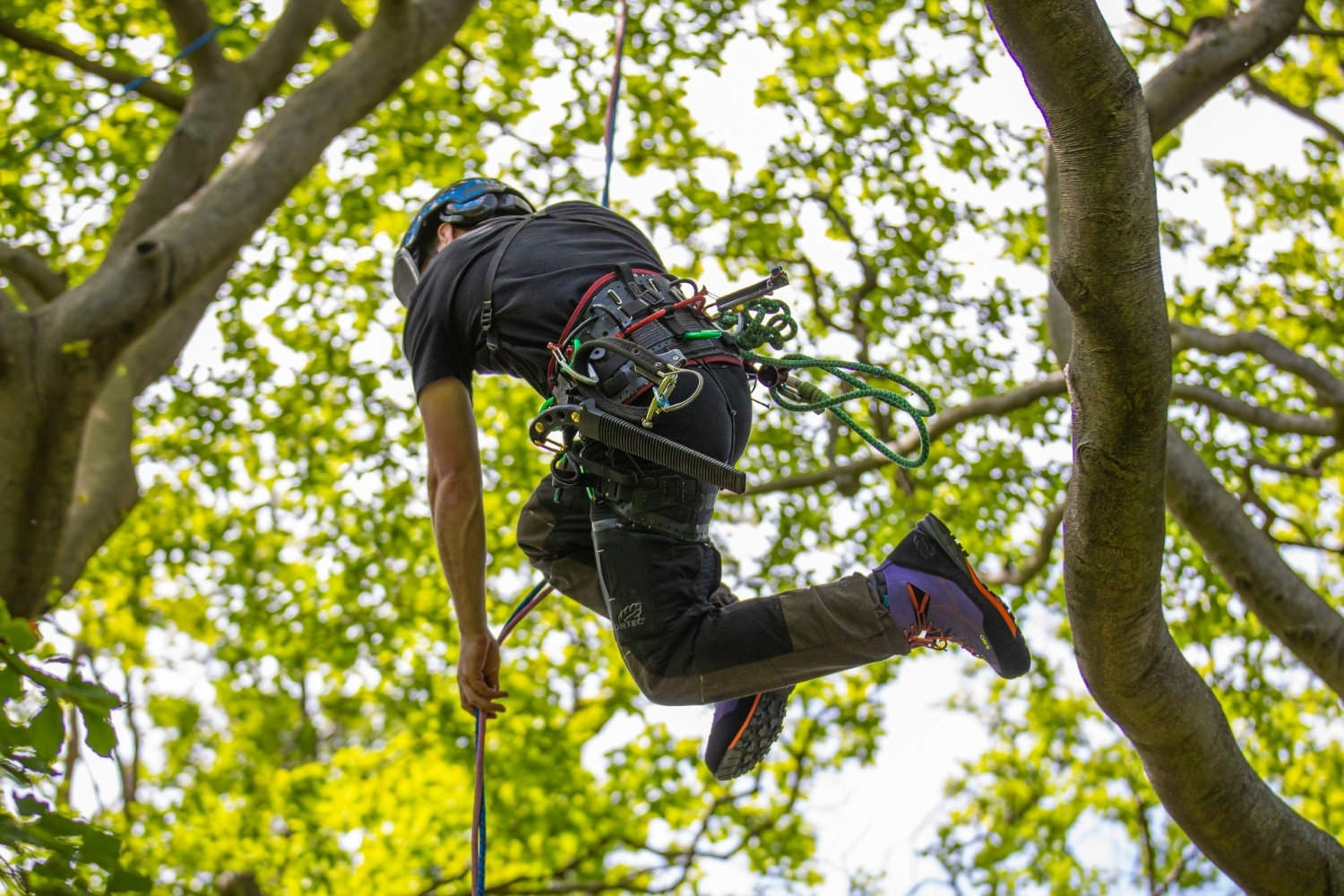 Arboriste-grimpeur en déplacement dans un arbre pendant une intervention